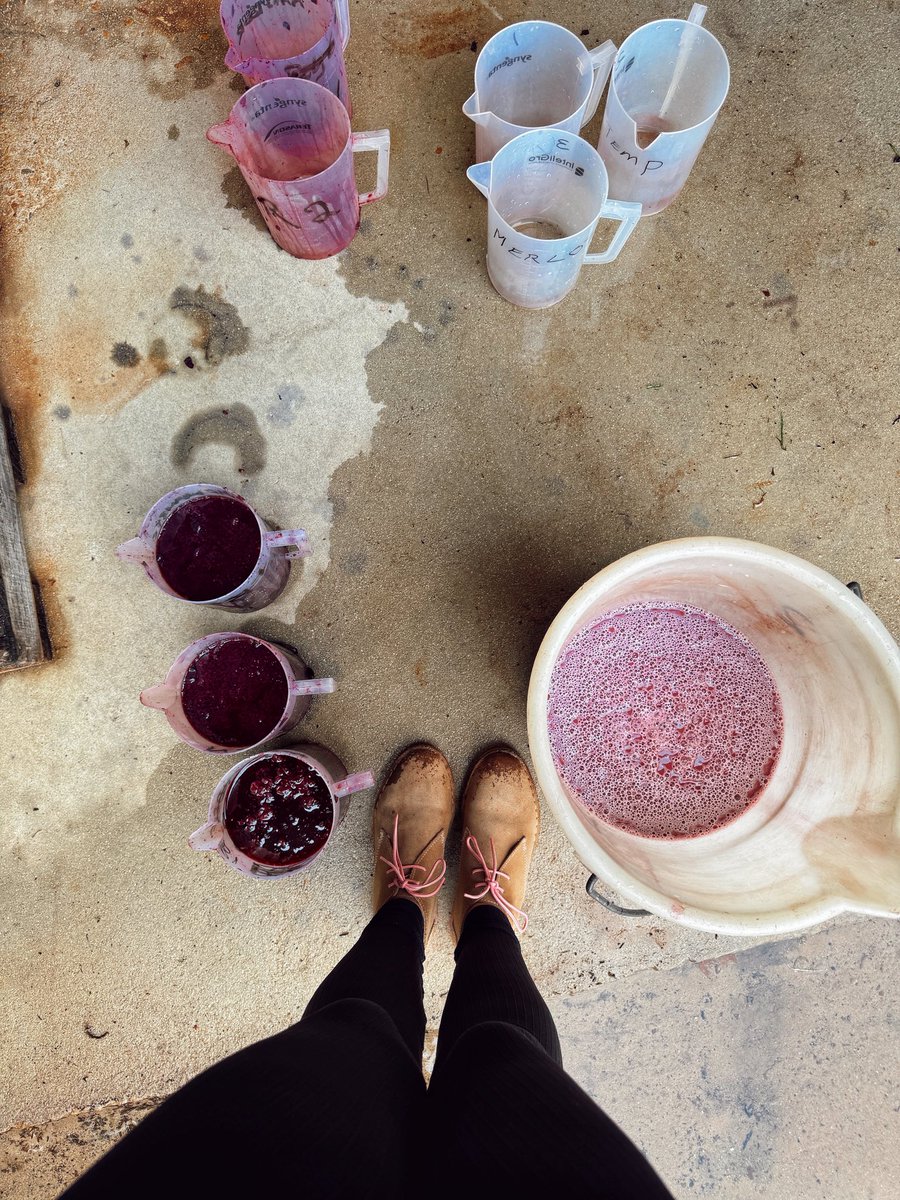Yolandi_Muller's tweet photo. • W I N E  I S  A R T • 🍇 

@AKKERDAL 
#winemakingseason #redwine #redblends #akkerdalwineestate #winemaker #harvest2025 #boeremeisie #plaaslewe #wine #farmlife https://t.co/yD2feUWWhV