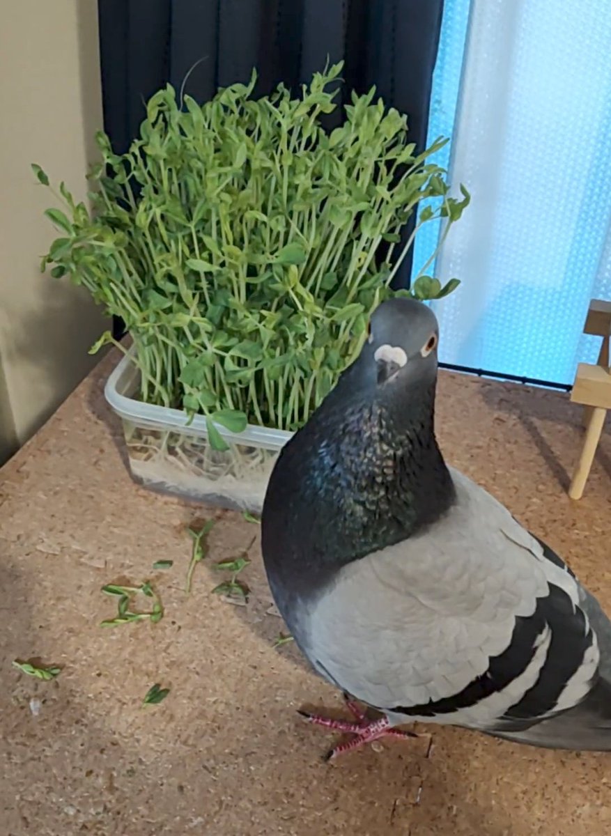 takereba's tweet image. 🕊️：置いていかれた腹いせに
          豆苗をちぎり捨てたった！

🥹：食べてよ、豆苗😭