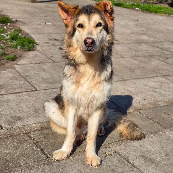 AdoptionsUk's tweet image. Please retweet to help Marley find a home #LIVERPOOL #UK 🐶🧡
Available for adoption, registered British charity ✅
Do you have a home for Marley? 
Meet Marley, he is a 7yr old GSD cross Malamute. He is a fabulous, easygoing and gentle boy who deserves nothing less than an…