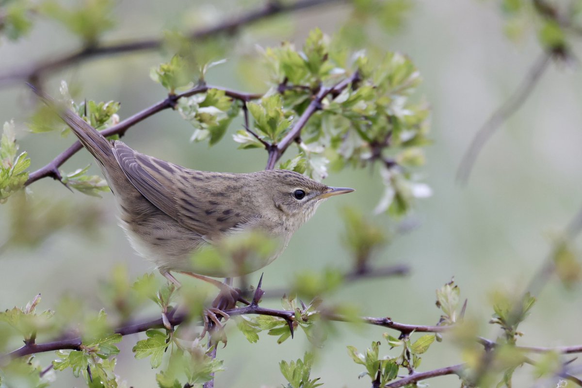 Despite the rain it was a very productive morning on Soil Hill!
Headliners include the first Halifax Grasshopper Warbler of the year, a welcome sight after 2024s poor showing for this species!
Also another male Ring Ouzel and a Red Kite north!
#SoilHillBirding