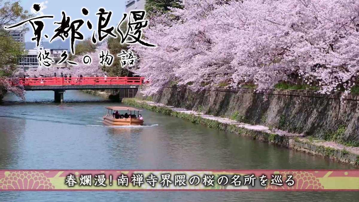 ／
春爛漫！南禅寺界隈の桜の名所を巡る
＼

#京都浪漫 悠久の物語の見逃し配信はこちら☟
youtu.be/RogMgyr_DWs

禅寺として最高の格式を誇る南禅寺のほか、界隈にある桜の名所へ🌸
古都に咲き誇る桜の風景をお届け✨

#BS11 #京都 #仏像 #南禅寺 #楼門五三桐 #歌舞伎 #真如堂 #熊野若王子神社