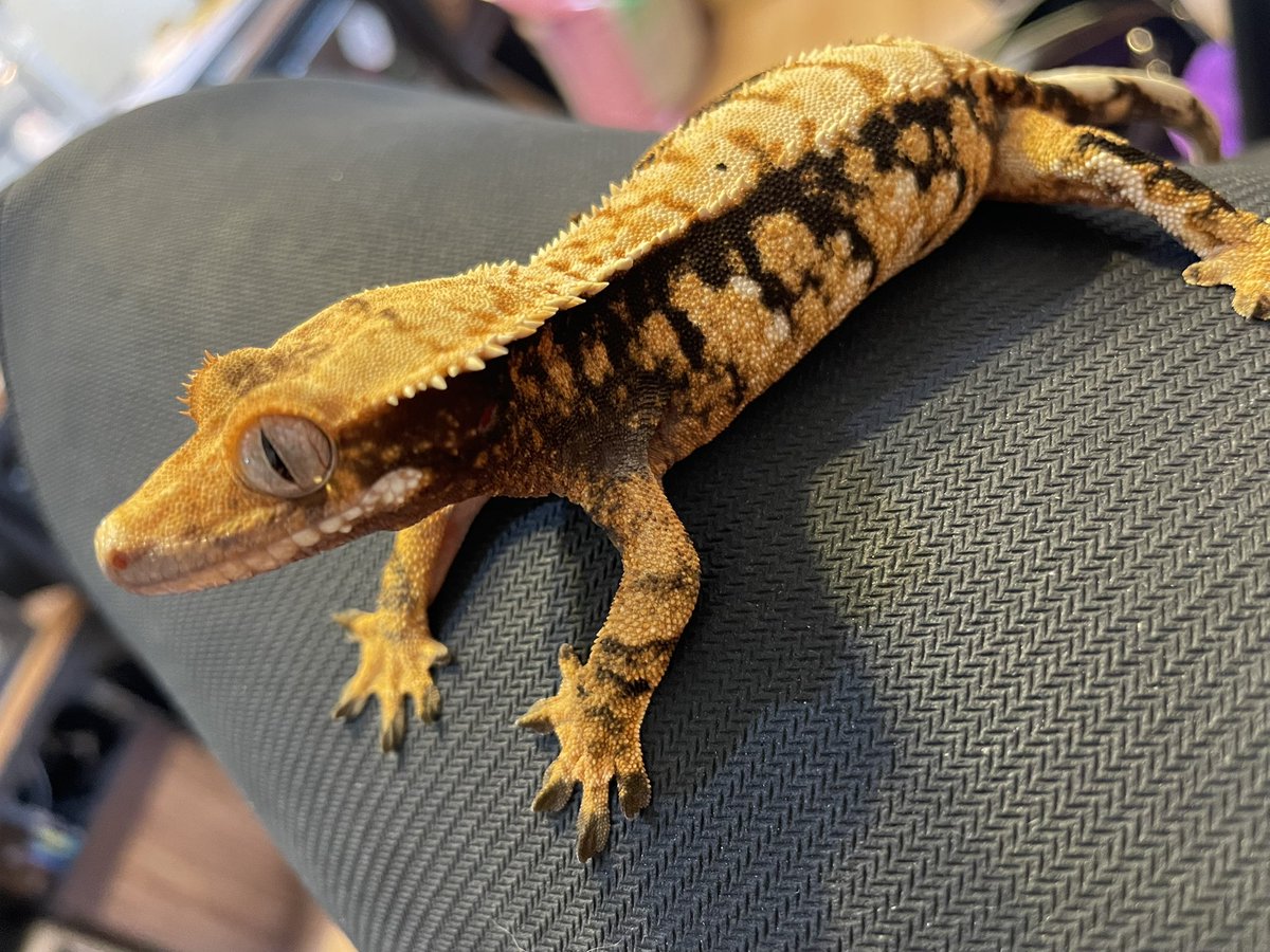 モルルが逝ってしもた
手術頑張ってくれてありがとう
助けてあげたかったわ