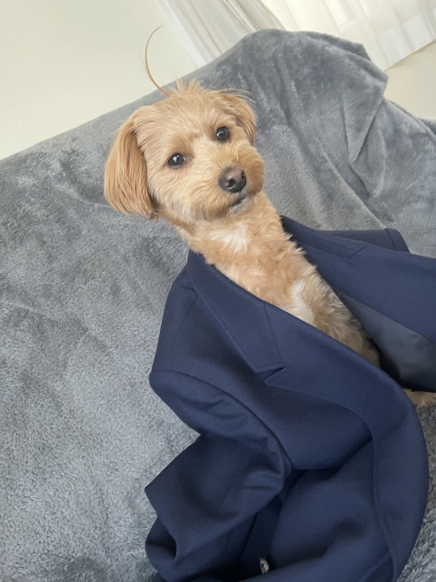 BraOgata's tweet photo. スーツ着たイケ犬
※加���なし

#スーツ
#イケ犬
#女の子だけどね
#首長
#ムギ
#犬
#ポメプー https://t.co/ntTucBzQyl