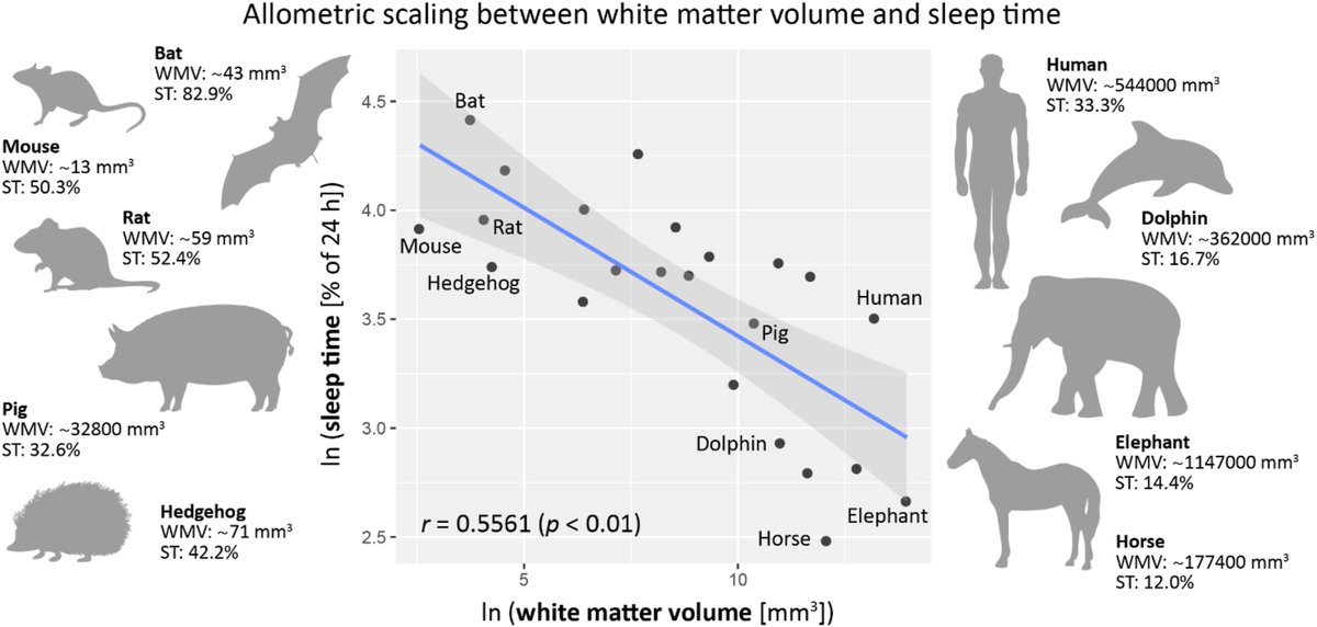 Nicholas Fabiano, MD (@ntfabiano) on Twitter photo Across organisms, sleep duration depends on brain white matter volume (which is composed of >95% myelin) and neuronal energy consumption. 5/12 Across organisms, sleep duration depends on brain white matter volume (which is composed of >95% myelin) and neuronal energy consumption. 5/12