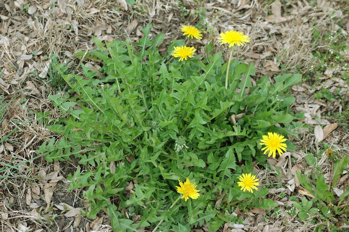 Weed control

By this point in the spring, most of the weeds have germinated and begun to grow. Now is the time to control them. Use good weed and feed products, and remember to withhold mowing and irrigation for at least 24 hours to allow the product to work.