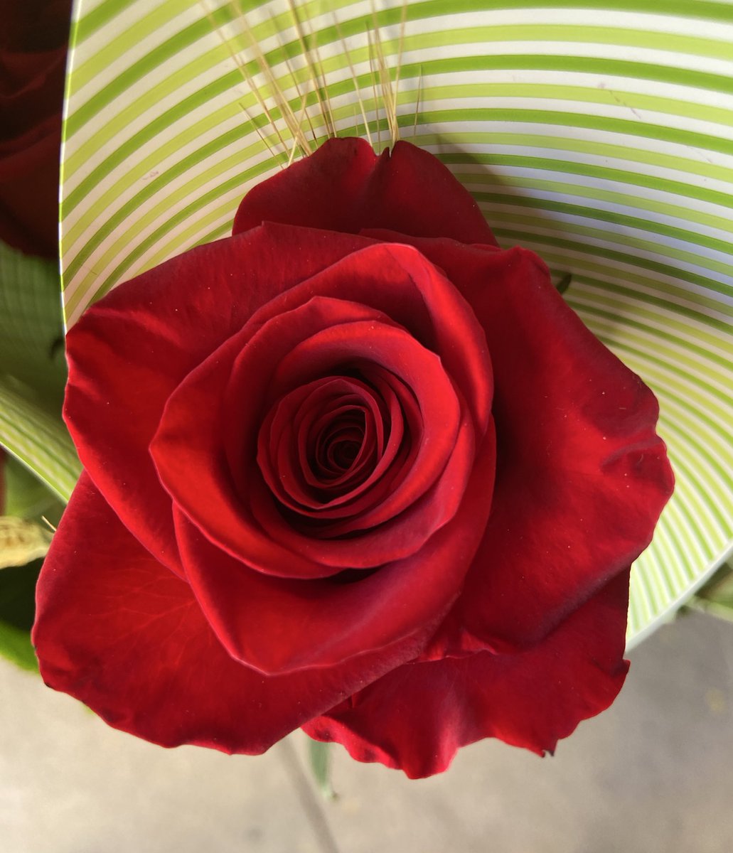 LA ROSA!, natura màgica!
#santjordi25