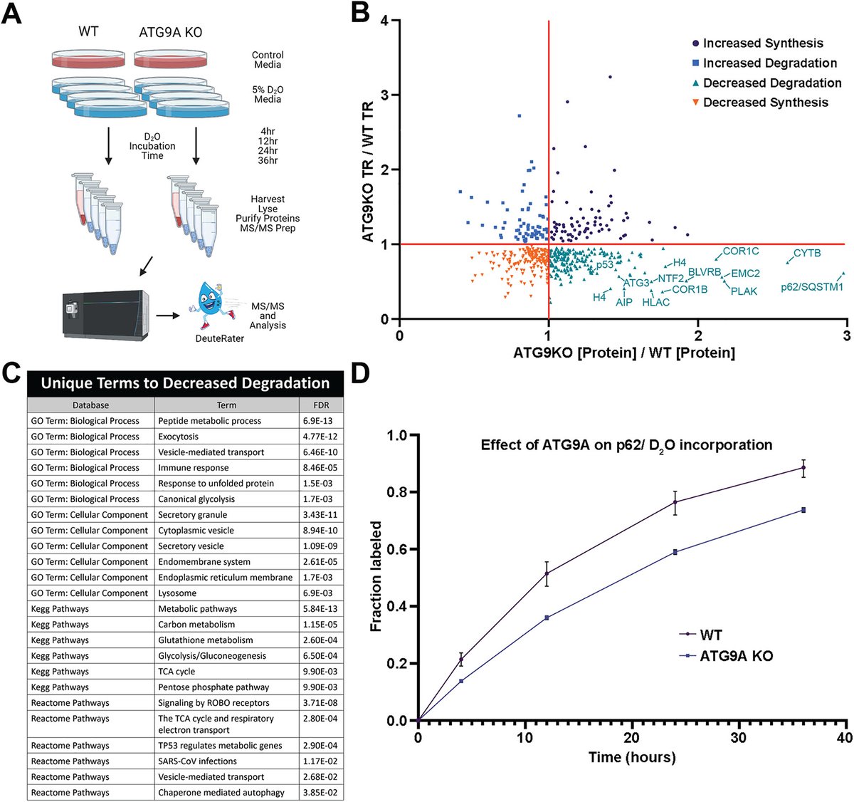 American Society for Cell Biology (@ascbiology) on Twitter photo From MBoC
Ubiquitin-mediated recruitment of the ATG9A-ATG2 lipid transfer complex drives clearance of phosphorylated p62 aggregates, by <a href="/andersenlab/">Josh Andersen</a>, Huntsman Cancer Institute at the University of Utah, et al.
doi.org/10.1091/mbc.E2⦠#ASCB #CellBiology From MBoC
Ubiquitin-mediated recruitment of the ATG9A-ATG2 lipid transfer complex drives clearance of phosphorylated p62 aggregates, by <a href="/andersenlab/">Josh Andersen</a>, Huntsman Cancer Institute at the University of Utah, et al.
doi.org/10.1091/mbc.E2⦠#ASCB #CellBiology