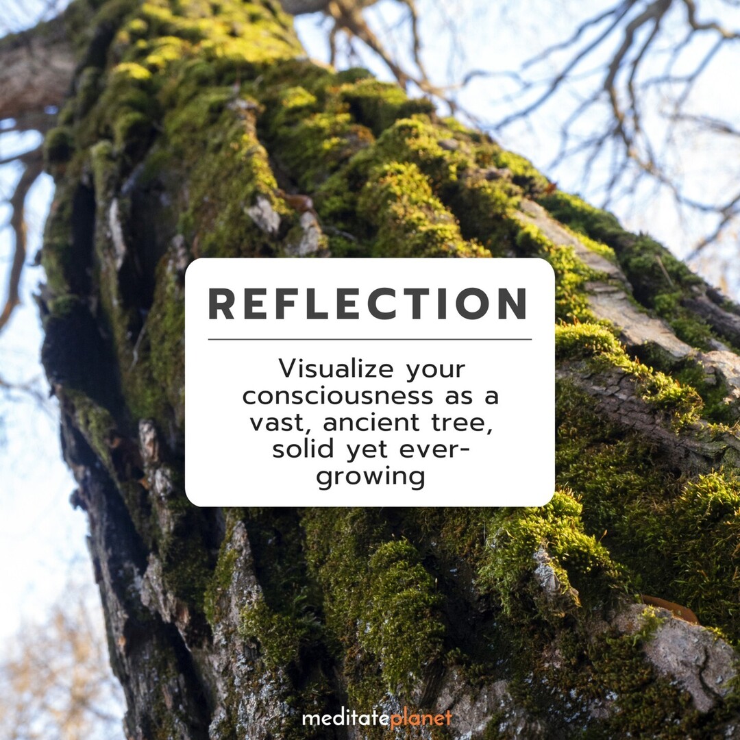 meditateplanet's tweet image. Visualize your consciousness as a vast, ancient tree, solid yet ever-growing.

🌳🧘‍♂️✨

#AncientWisdom #MindfulVisualization #ZenGrowth
