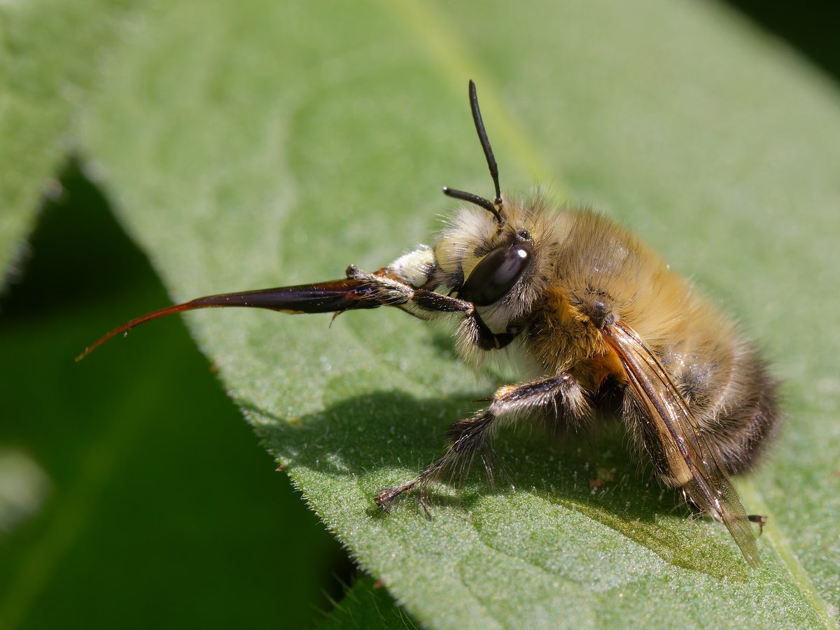 Mark Tyrrell (@marktyrrell66) on Twitter photo The Hairy-footed Flower Bee must have the longest proboscis of all British bees? <a href="/BumblebeeTrust/">Bumblebee Conservation Trust</a> The Hairy-footed Flower Bee must have the longest proboscis of all British bees? <a href="/BumblebeeTrust/">Bumblebee Conservation Trust</a>