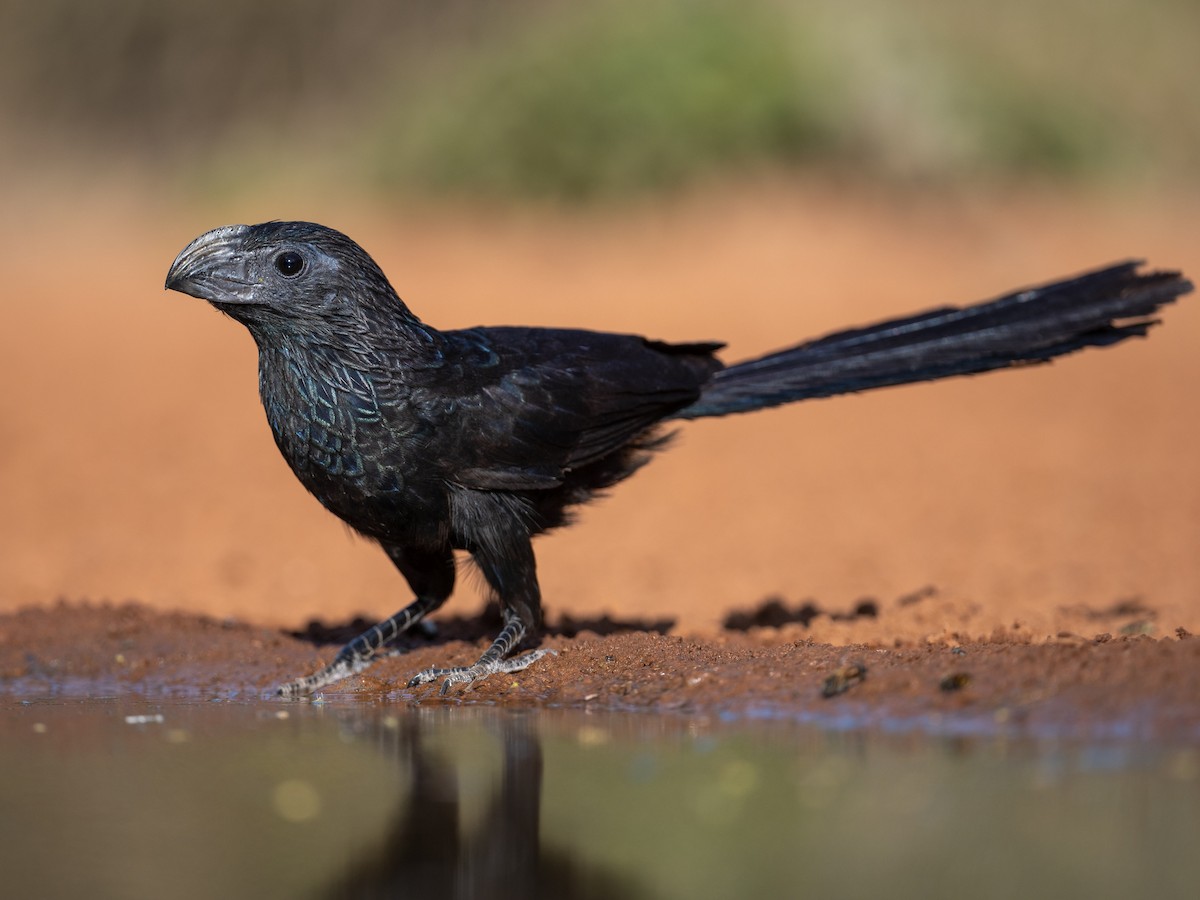 Bonpland's tweet image. All birds are dinosaurs, but some went the extra mile to show off!