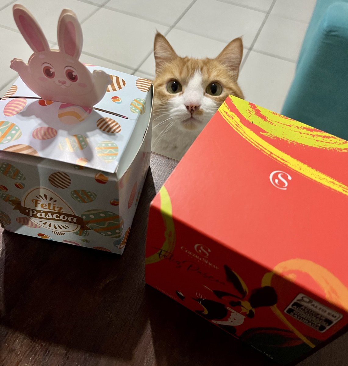 ep3186's tweet image. ｲｰｽﾀｰのﾁｮｺ配ったらお返しにﾁｮｺ頂いたよ🥚🐇🍫ｱﾘｶﾞﾄｰ

ꕤ ᙏ̤̫͚ 𝙷𝚊𝚙𝚙𝚢⑅𝙴𝚊𝚜𝚝𝚎𝚛 ࿉࿉ ໋ ꕤ

　　#Páscoa  #Brasil 🇧🇷