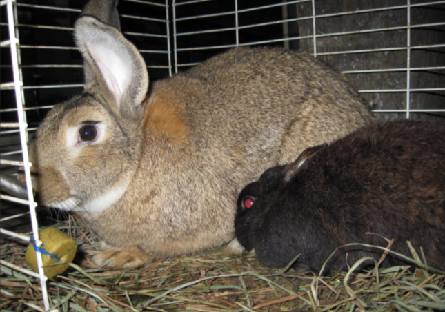 AgriHopper's tweet photo. ๐ซ Avoid breeding does under 4.5 months.
Why? Immature rabbits may have stunted kits, lower milk yield & high mortality.
Patience produces power.
#RabbitHealth #AgriHopperWarnings https://t.co/KEJ54GU5mE