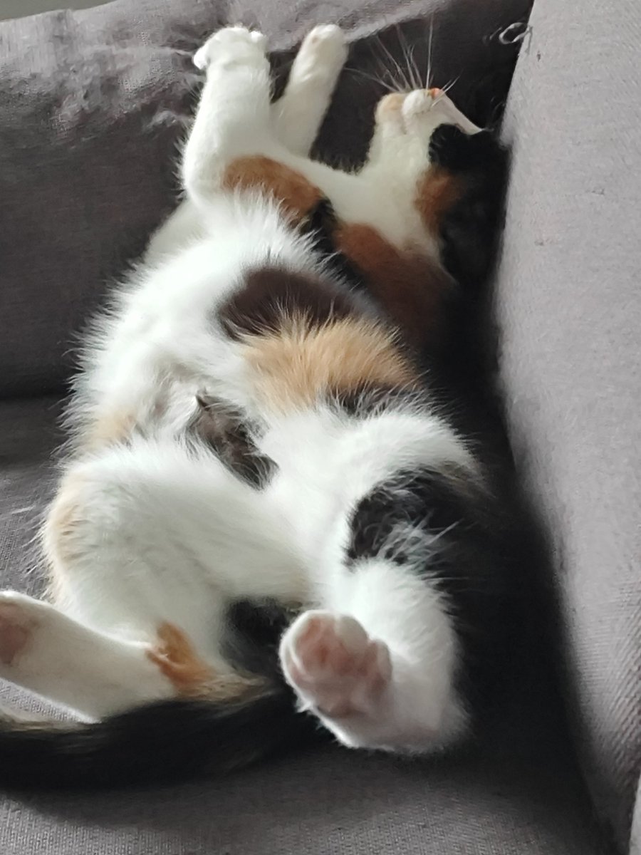 So I actually managed to fix my pc but unfortunately the fix involved losing all my data. All my OBS settings, vtube studio settings, everything gone. 

I think I'm going to bed now and I can only hope that when I wake up it will all be a bad dream

At least I have this goof.