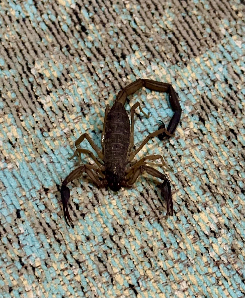 Had this little fella visit us yesterday.

He was no match for Wendy though with a dustpan and brush 🤣

Still not seen any tarantulas which I’m a little disappointed by now, will have to start going deeper into the jungle to hunt them out.

#costarica #holiday