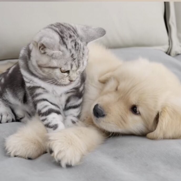 takemybear 🐶 (@takemybear) on Twitter photo 