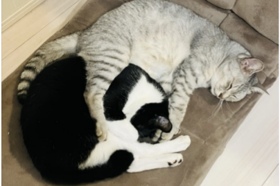 ebarton1997's tweet photo. @MIKITO_777 可愛いですね。こちらハグしてる猫です https://t.co/uSER9qXyox
