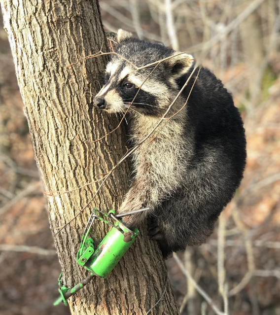 People who set these traps are the SCUM of the earth!! 🤬🤬

RT if you agree.

#BanSnaresNow!! 🚫