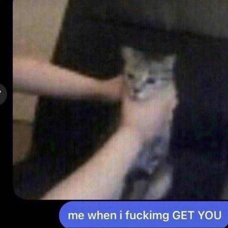 Punch Cat tweet media