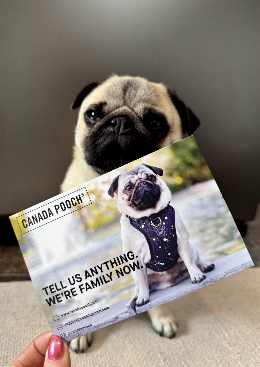 IgorPugDog's tweet photo. When you get your next order from @CanadaPooch look closely … you may just get a lil “me” 😈 ~ Lil C
#pug #Canadian #canadapooch #model #strikeapose #rep #dogfashion https://t.co/hnT8QIkWkr