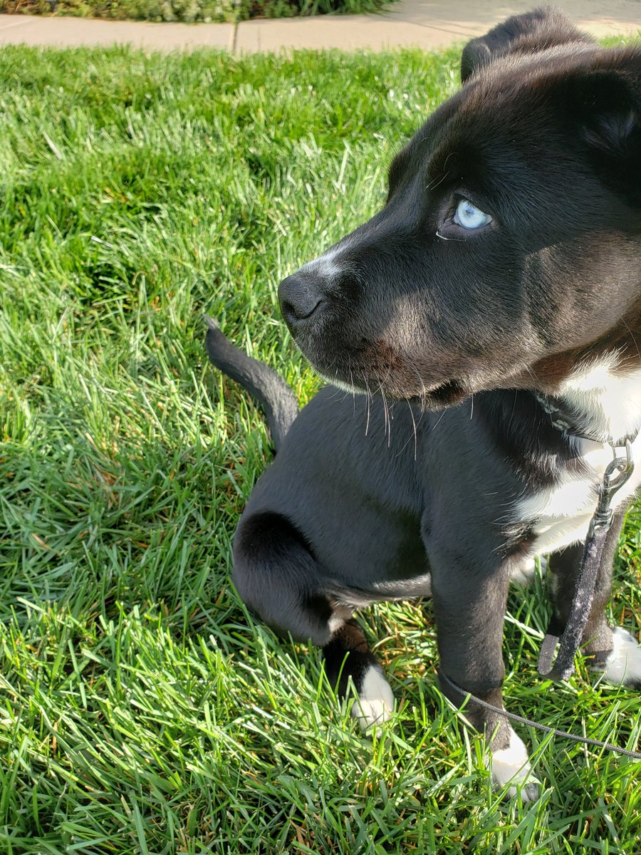 Puppy posting fr 🐶