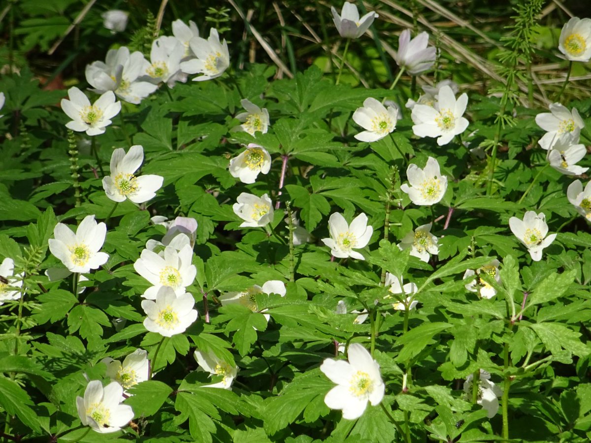 MMeistere's tweet image. Mežā #sigulda #pavasaris