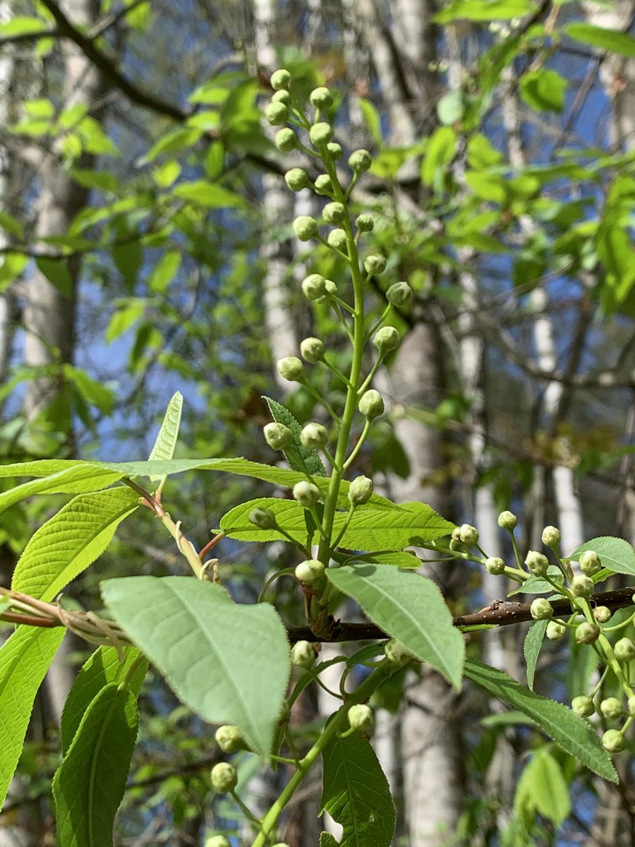 MMeistere's tweet image. Mežā #sigulda #pavasaris