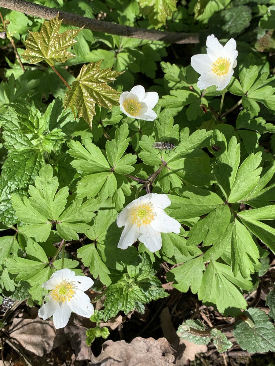 MMeistere's tweet image. Mežā #sigulda #pavasaris