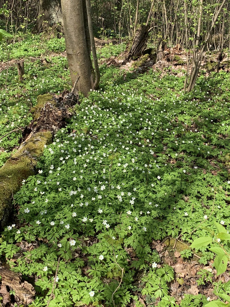 MMeistere's tweet image. Mežā #sigulda #pavasaris