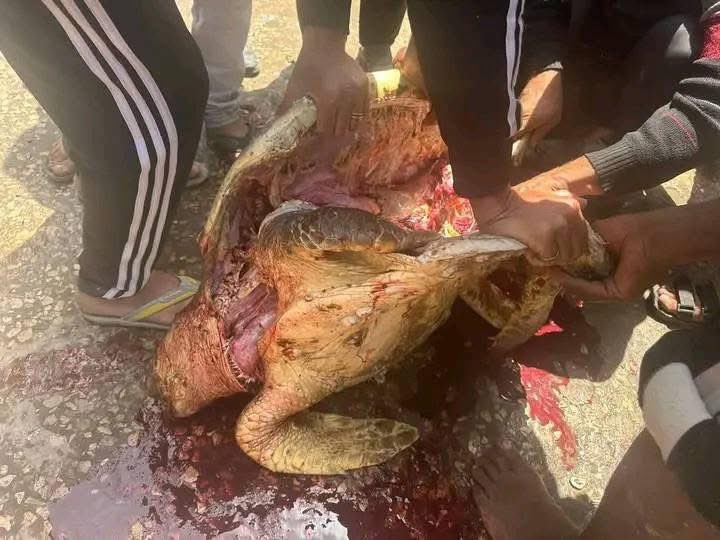 Turtle meat has become a commodity sold in Gaza's meatless markets