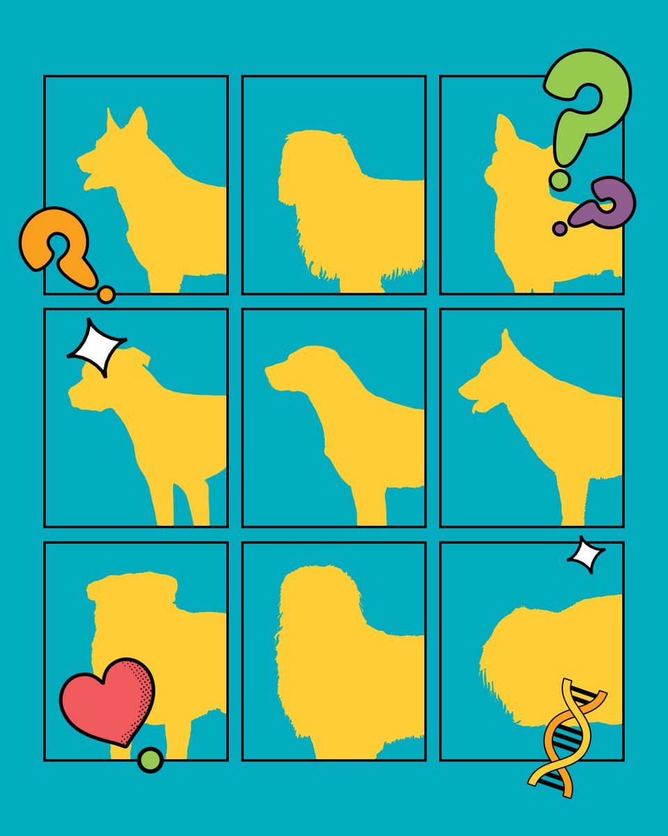 Surprising breed mysteries, solved. 🐶🧬 

We revisited some DNA cold cases to uncover the top five most surprising breeds hiding in plain sight. Could it be…a secret Poodle? The elusive Labrador Retriever? We’re on the case.

Full breakdown here: bit.ly/4cGc0AP