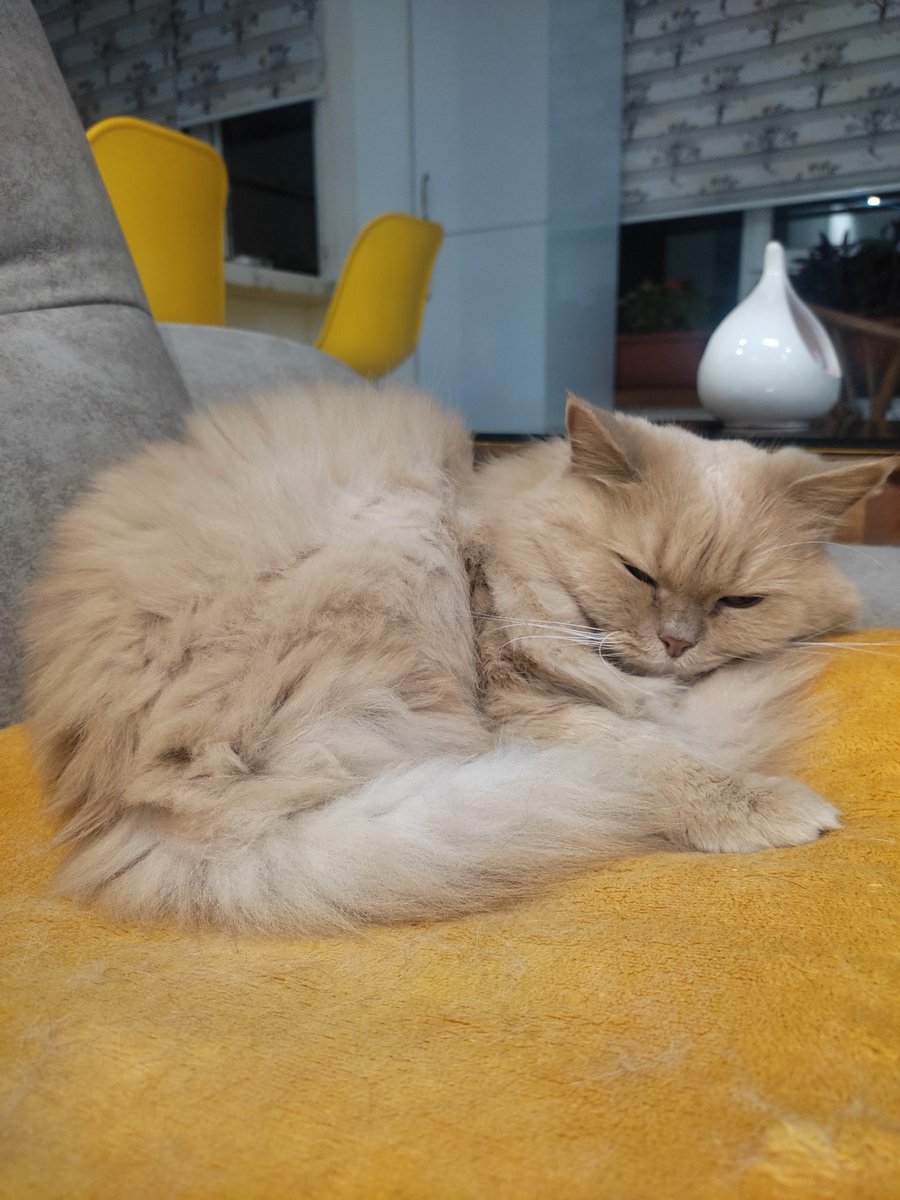 از همون روز اول می‌دونستم: این پیشیِ بلوند، نه یه حیوونه، که یه قطعه از قلبمه 🐾💛
مگی خانم ده ساله، بزرگترین دخترم،
بعد ایشون سرپرست ده ها گربه شدم😌