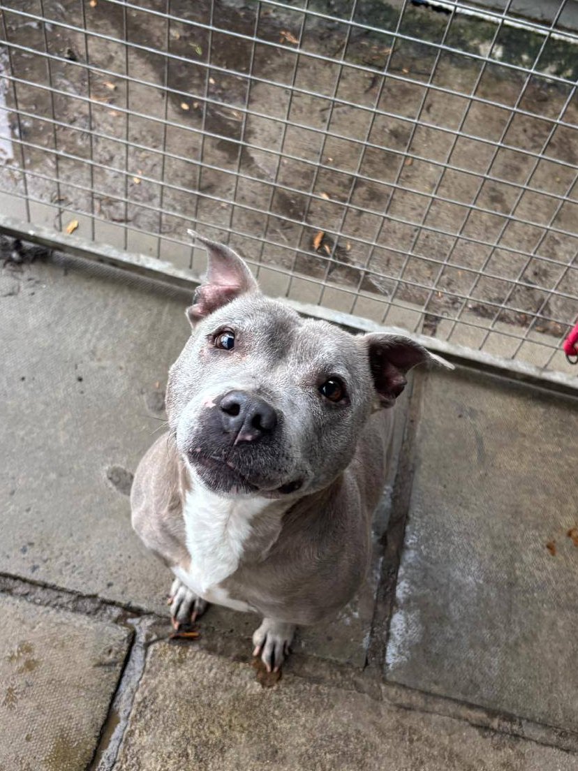 Very urgent, please retweet to help Kao find a RESCUE SHELTER SPACE, already past her 7 days in the stray council pound #LANCASHIRE #UK  🆘🆘🆘
DUE FOR EUTHANASIA NOW 21 APRIL 2025!! 💔
Please share so that a rescue shelter with space sees this⭐️⭐️⭐️⭐️⭐️⭐️
This poor older girl