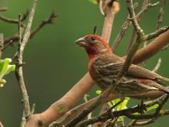KevinCoxSQL's tweet image. Writing outside this morning. Visited by red headed house finch. #kevincoxbooks.com #arizonamornings