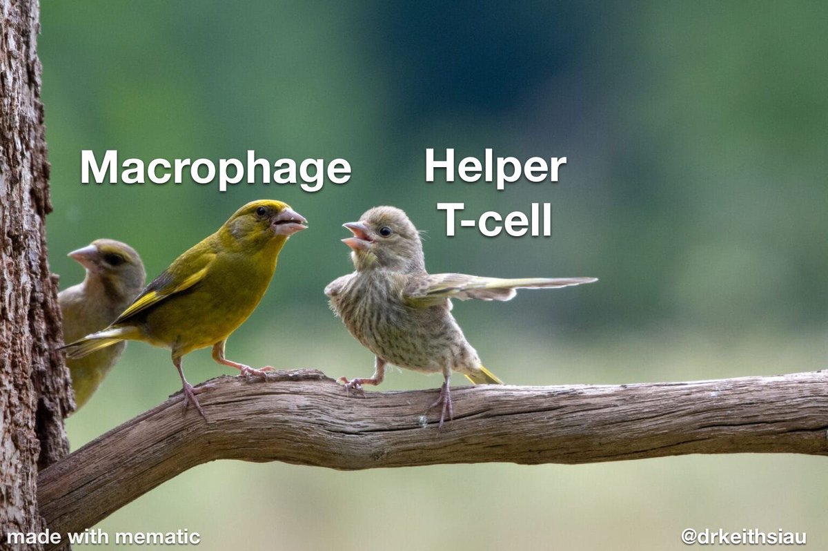 Immunology made easy 😜