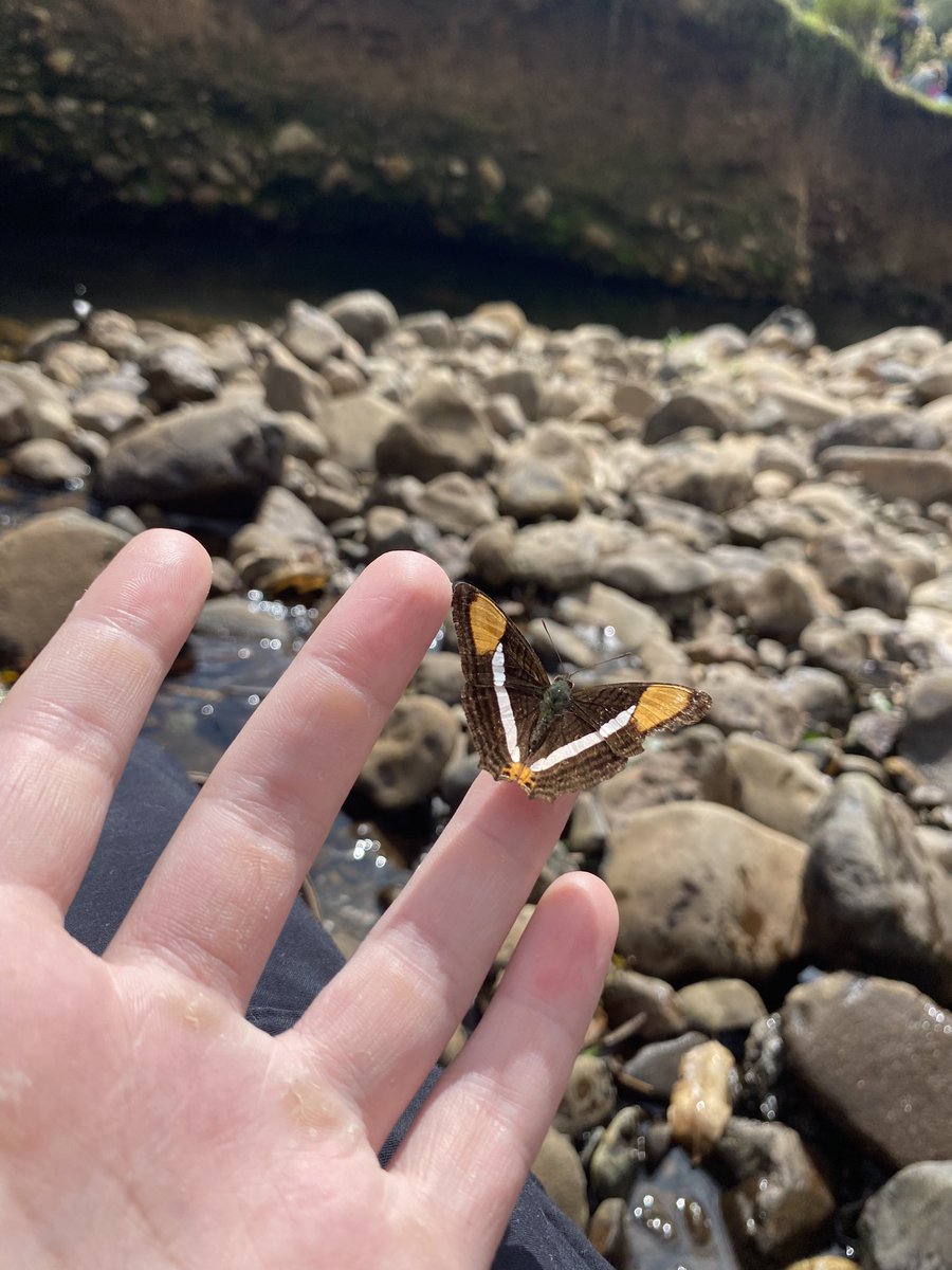 cantelli tweet media