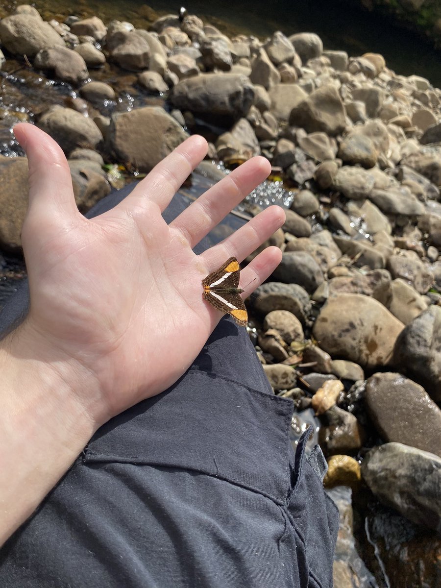 cantelli tweet media