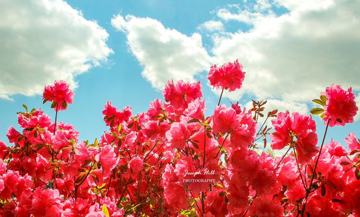 JosephHill3794's tweet image. Spring Sky🌸☁️ 
Photo By: Joseph Hill🙂📸

#SpringSky #bluesky #clouds #flowers #azaleas #nature #beautiful #peaceful #daylight #spring #springtime #SpringVibes #NaturePhotography #SouthernPinesNC #April