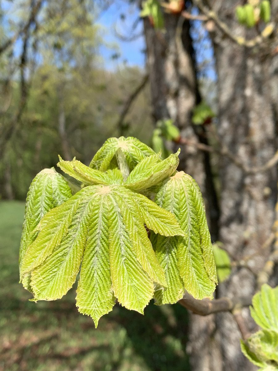 MMeistere's tweet image. #pavasaris #sigulda