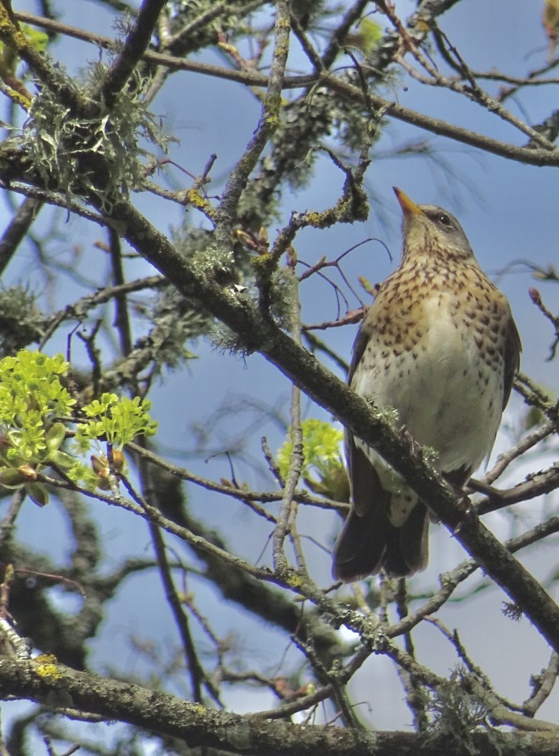 MMeistere's tweet image. #pavasaris #sigulda