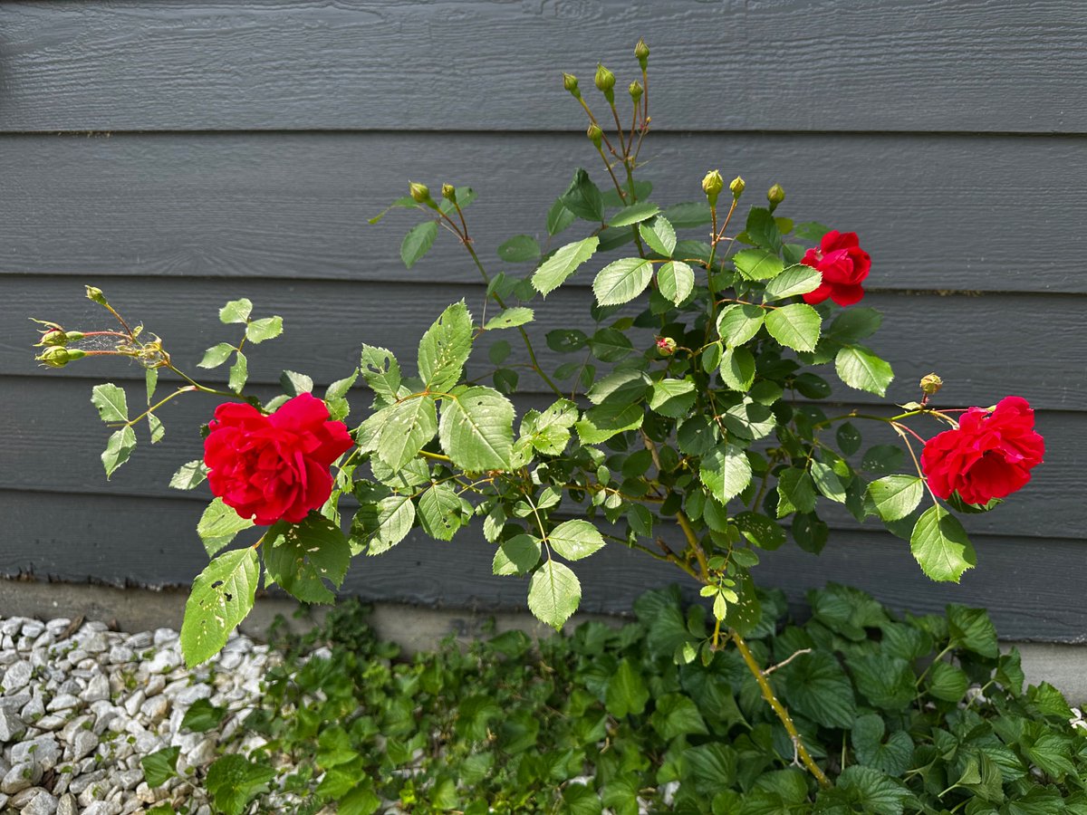 Nature is always speaking to us. We just have pay attention. 🔻