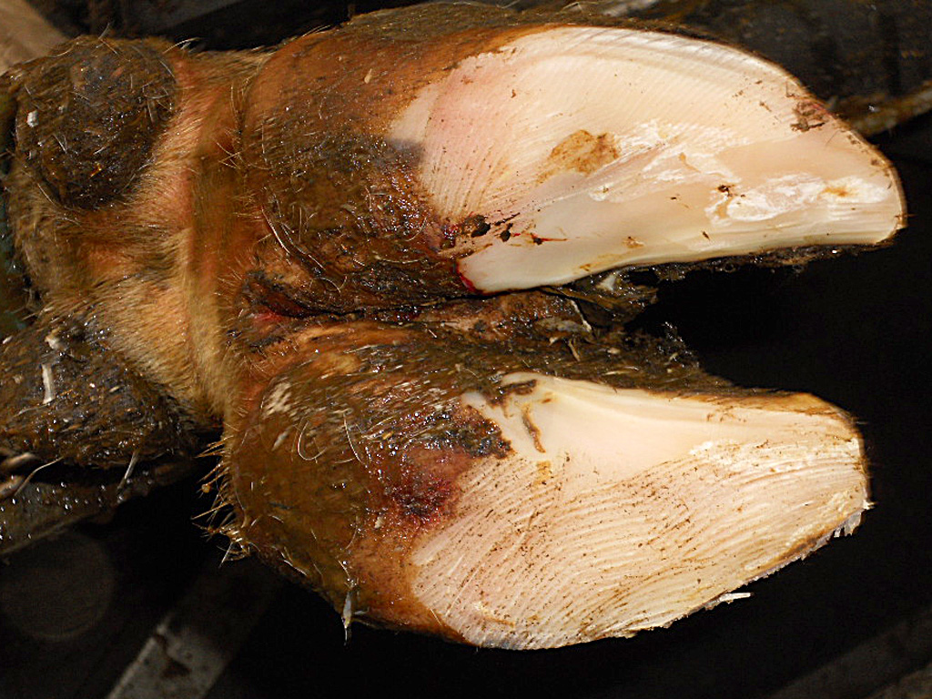 Regular foot trimming keeps cattle healthy and productive. Trim every 4-6 months and watch for hoof issues. This prevents lameness and other problems. More info: ow.ly/FJup50VvBtk #cattlecare #CattleHealth #hooftrimming #farmsoftware #foottrimming #preventionbetterthancure