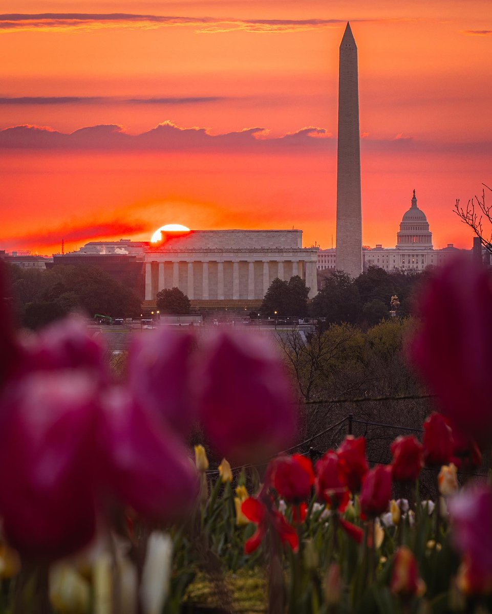 Here's your guide to Washington, DC's floral timeline. 🌸 Save this to catch each bloom at its peak: bit.ly/4b3gL6r

📸: alexchin_photos, jennieovertherainbow, cbridner / IG #Only1DC