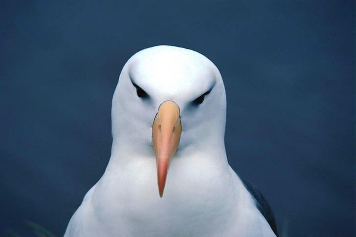 _neonique's tweet photo. and that lip combo?!?!???? FIERCEEEEE. these black-browed albatross are for sure taking it !!!!!!! https://t.co/C7atLOWfvV