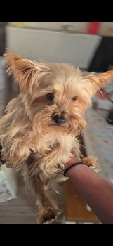 millypod1's tweet photo. 🆘20 APR 2025 #Lost MAX #ScanMe
OLDER Grey Yorkshire Terrier Male
He has an overbite. LOCAL HELP NEEDED.😢
Blackshaw Moor Caravan Site #BlackshawMoor #Leek #Staffordshire #Staffs #ST13 https://t.co/YyIUYKsaCy https://t.co/jK9BQ5vv3k