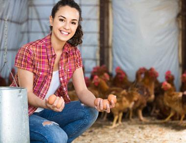 MUExtAgEnviron's tweet image. Calling all backyard poultry producers! 🐔 Are you concerned about protecting your flock from diseases? Join MU Extension on April 24 in Lebanon to learn how to defend your flock and signs and symptoms. Register today! extension.missouri.edu/events/avian-i…