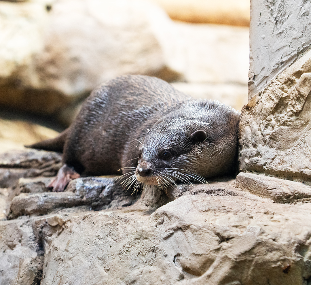 Dear algorithm: Please put this on someone's feed who is just as obsessed with the Asian small-clawed otters as we are 🦦