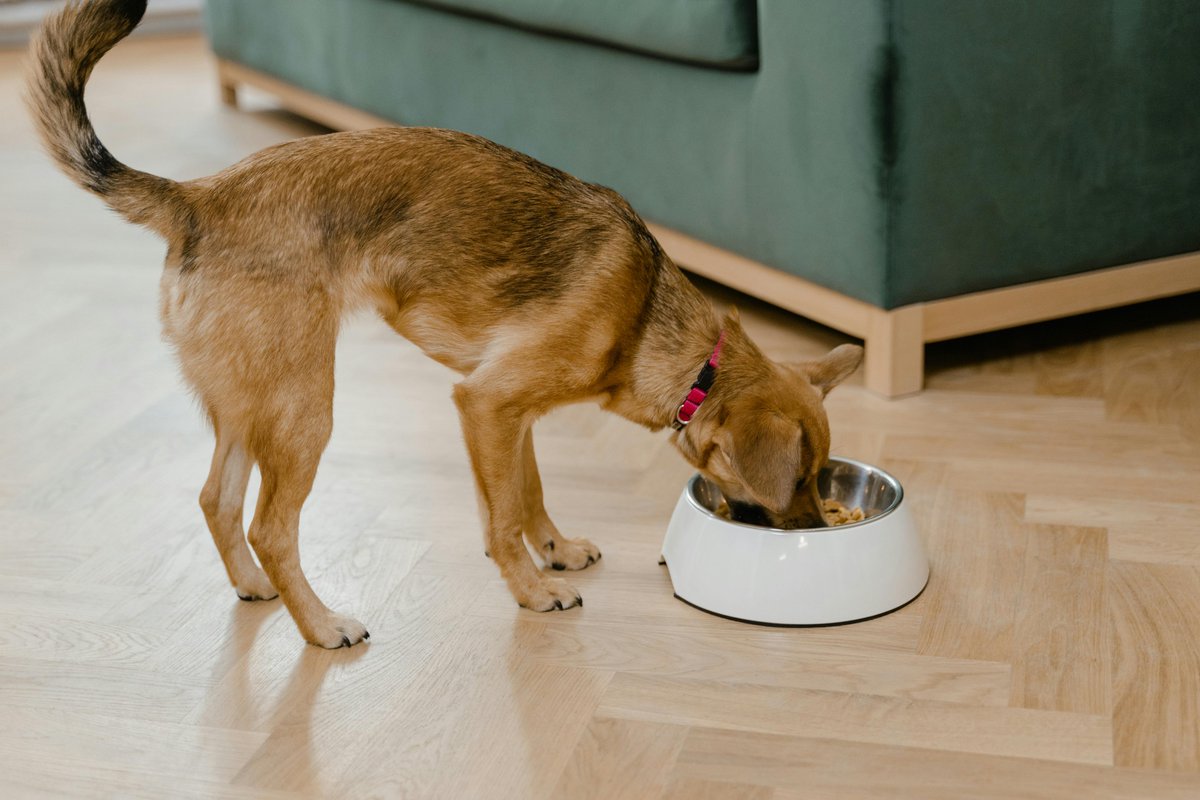 Dettsforpets's tweet image. Life Hack Monday:
Does your pup eat like it’s a race? Use a muffin tin or slow-feeder bowl to pace their mealtime and support better digestion. Simple trick, big difference!

#DettsForPets #LifeHackMonday #pup #gobbling #food #fast #muffin #tin #slowfeeder #bowl #slow