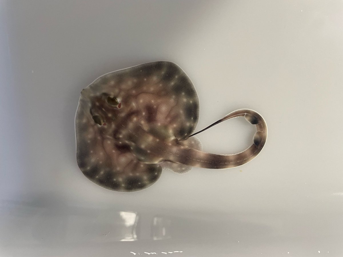 MuseosCant's tweet photo. 👋Buenas #noticias del #MuseoMarítimo del #Cantábrico🧐

👉En su #laboratorio de crías se pueden conocer los nuevos ejemplares de juveniles de rayas onduladas y pintarroja nacidos recientemente🙌

👉Gracias a su gran trabajo, tercer año consecutivo que se reproducen #alitanes💪🤩 https://t.co/lMD1QX9rDO
