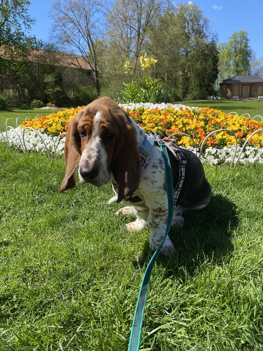 ErnestBasset's tweet photo. Blumenbasset. https://t.co/4Vh5zQk4wY