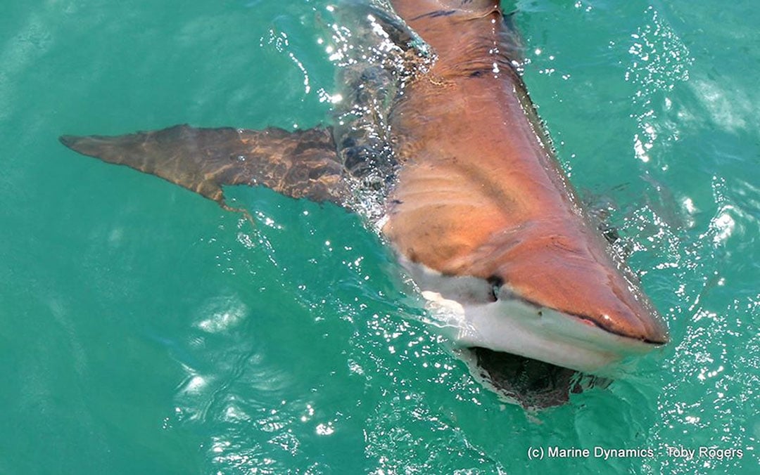 SharkiesOTD's tweet photo. ♡ Copper Shark

~ Shiny! https://t.co/9XSXwm9CtL